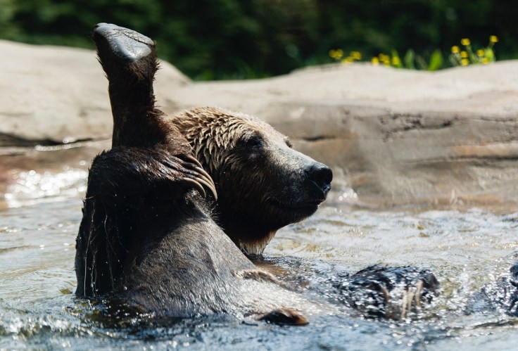 BEAR by ryan-grewell-95004