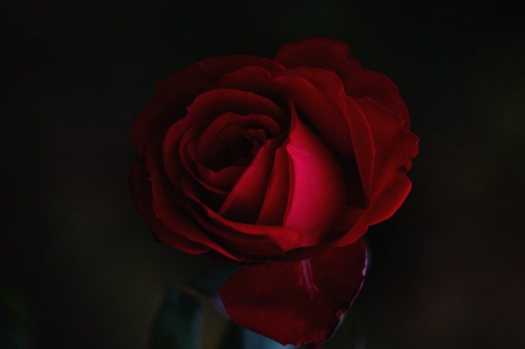 roksolana-zasiadko ROSE