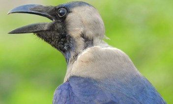 prashant-saini-714512-unsplash